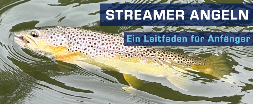 Bachforelle mit Forellen Streamer - Rudi Heger