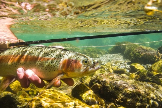 Regenbogenforelle aus der Weißen Traun - Unterwasser mit Fliegenrute