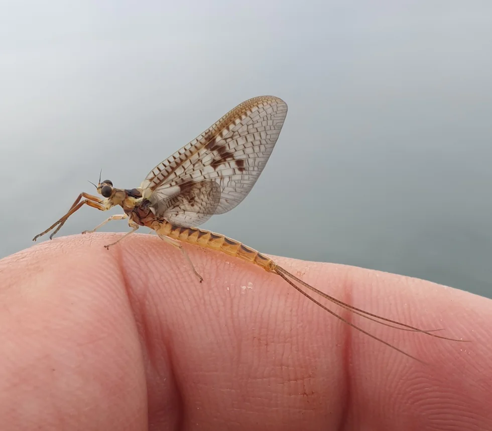 Maifliege auf dem Finger - Fliegenfischen Rudi Heger