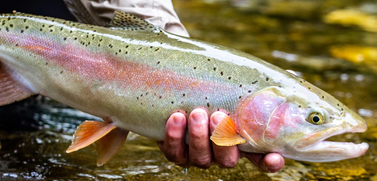 Fliegenfischen Bayerische Traun, Regenbogenforelle Foto: R.Raacke