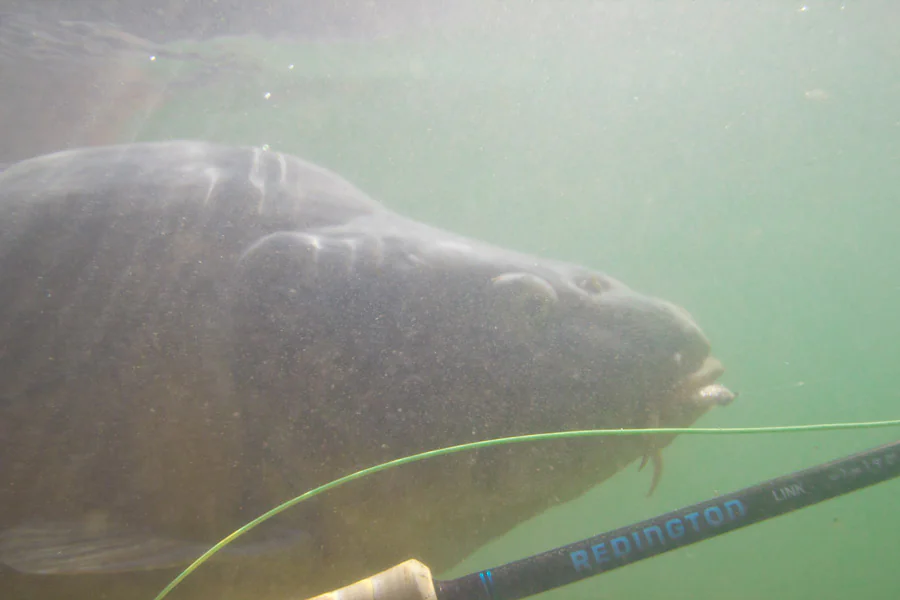 Fliegenfischen auf Karpfen - Unterwasser