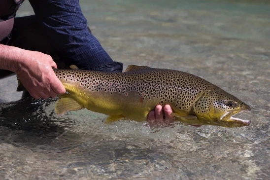 große Bachforelle aus der deutschen Traun von Rudi Heger - Fliegenfischen