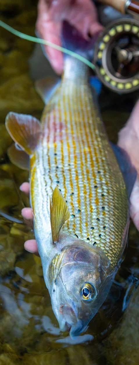 Fliegenfischen auf Äsche. R. Raacke