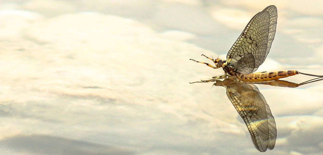 Maifliege auf der Wasseroberfläche - Fliegenfischen Rudi Heger