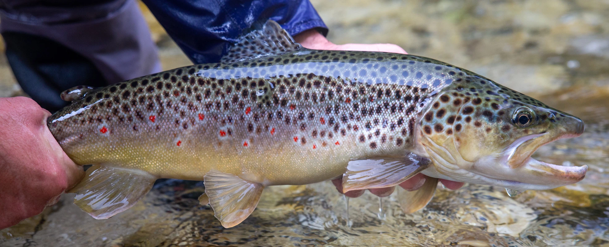 Fliegenfischen prachtvolle Bachforelle aus der bayerischen Traun